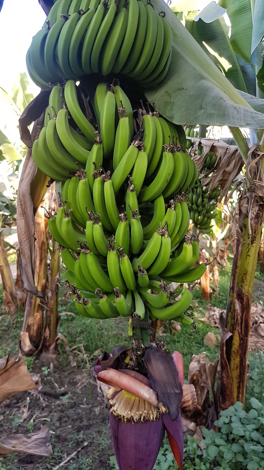 Banana Island 1